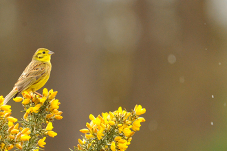 A yellowhammer bird (brown/yellow wings with a yellow chin and tummy) sitting on the yellow flowers of a gorse bush