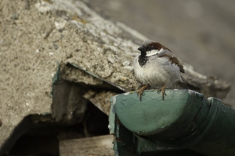 House sparrow sitting on the edge of a gutter of a building. The bird has a grey chest and belly with a black bib. There is a flash of white under the eye and chestnut through and across the eye. There is a hint of brown wings.