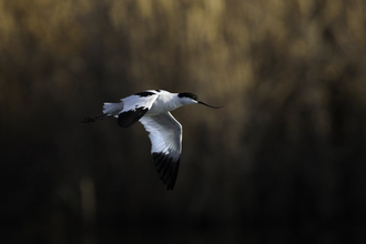 Avocet in flight by Neil Aldridge