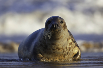 Grey seal looking at the camera