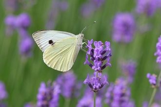 A white butterfly (creamy hind underwing) perched on a lavender flower