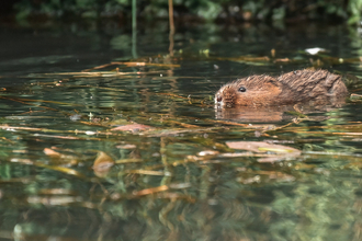 Water vole swimming - head and body are above (and reflected in) the water