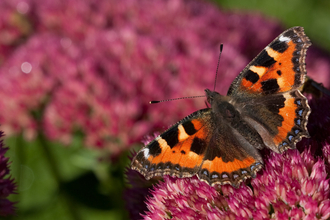 Small tortoiseshell on sedum by Vaughn Matthews