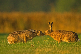 Two brown hares that are meeting nose to nose by Russell Savory