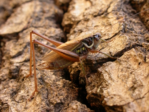 Roesel S Bush Cricket Worcestershire Wildlife Trust