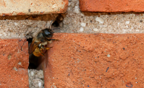 Red mason bees | Worcestershire Wildlife Trust