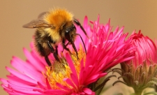 Common carder bee by Rosemary Morris