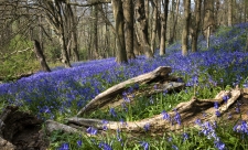 Bluebells at The Knapp and Papermill by Paul Lane