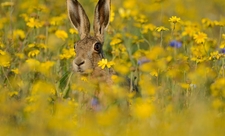 Brown hare by David Tipling/2020VISION