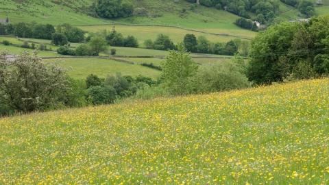 Northern hay meadow