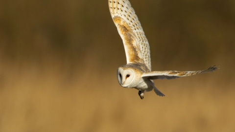 Barn Owl Worcestershire Wildlife Trust