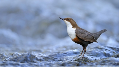 Dipper