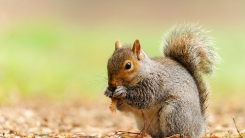 Grey squirrel