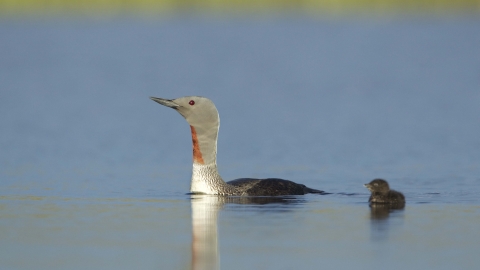 Red-throated Diver (summer-plumaged) and chick
