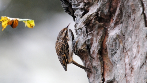 Treecreeper