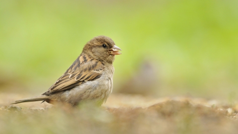 House sparrow