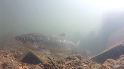 Atlantic Salmon