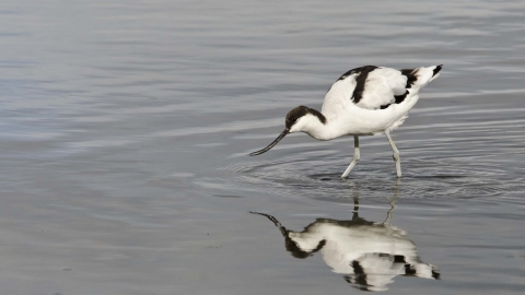 Avocet