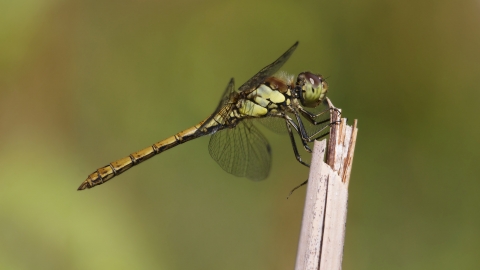 Common Darter female