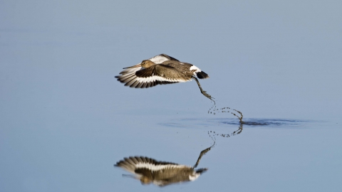 Black-tailed Godwit in flight