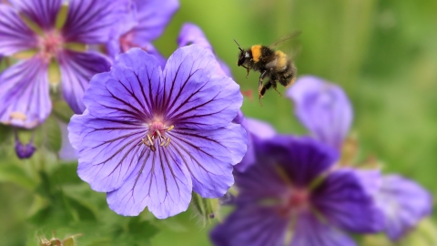 Early Bumblebee