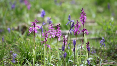 Early Purple Orchid