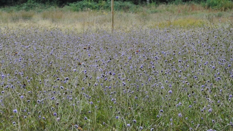 Devil's-bit Scabious