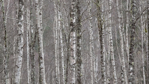 Silver Birch