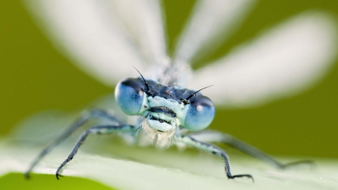 Common Blue Damselfly