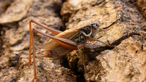 Roesel S Bush Cricket Worcestershire Wildlife Trust
