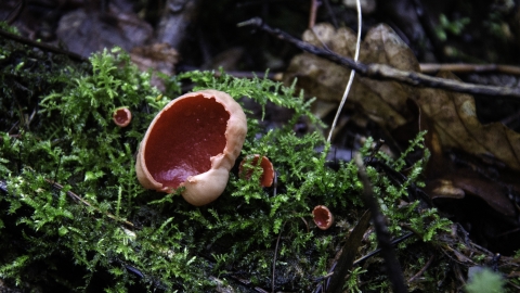 Scarlet Elfcup