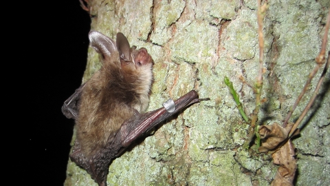 Bechstein's bat