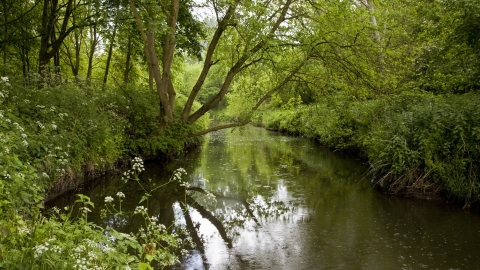 Droitwich Community Woods