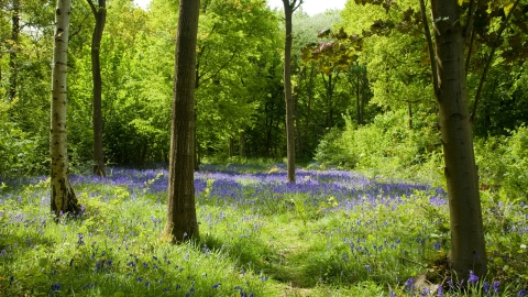 Trench Wood Nature Reserve