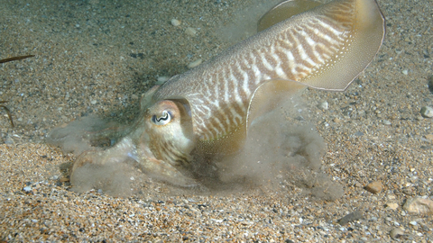 Cuttlefish digging for sand eels