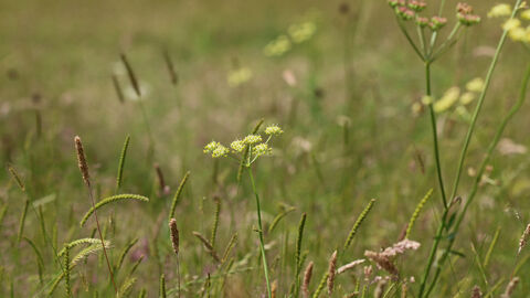 Pepper saxifrage at Hardwick Green Meadows 