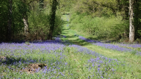 Grafton Wood by Helen Woodman