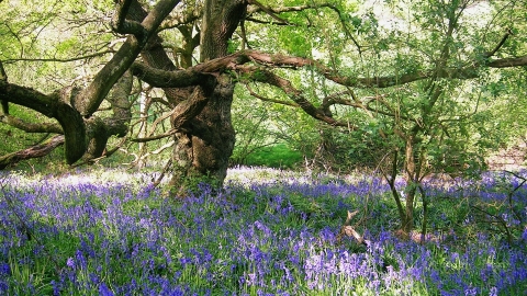 Beaconwood and The Winsel by Sylvia Davies