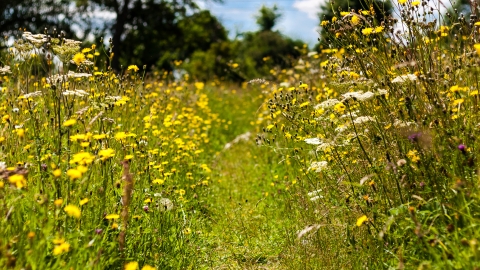 Eades Meadow by Paul Lane