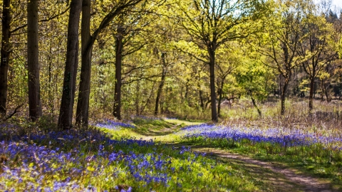 Tiddesley Wood by Paul Lane