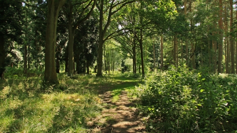 Chaddesley Woods by Wendy Carter