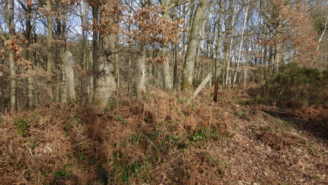 Knowles Coppice