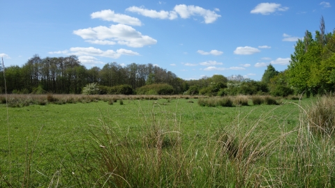 Ipsley Alders Marsh by Wendy Carter