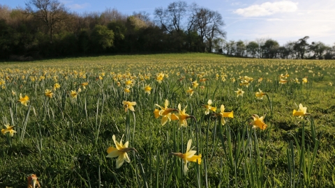 Duke of York Meadow by Wendy Carter