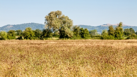 Hardwick Green Meadows by Paul Lane