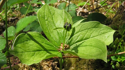 Herb paris by Wendy Carter