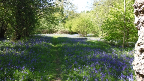 Hunthouse Wood by Andy Harris