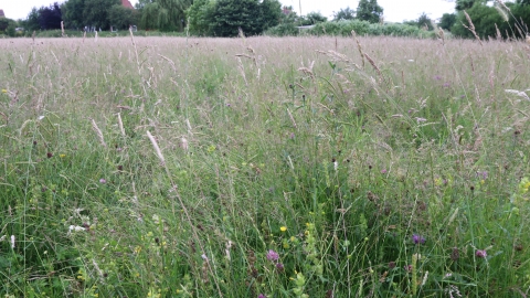 Poolhay Meadows by Wendy Carter