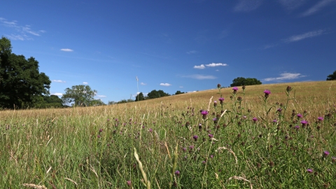 Nash's Meadows by Wendy Carter