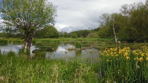 Wilden Marsh
